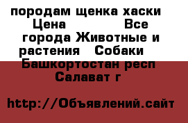 породам щенка хаски › Цена ­ 10 000 - Все города Животные и растения » Собаки   . Башкортостан респ.,Салават г.